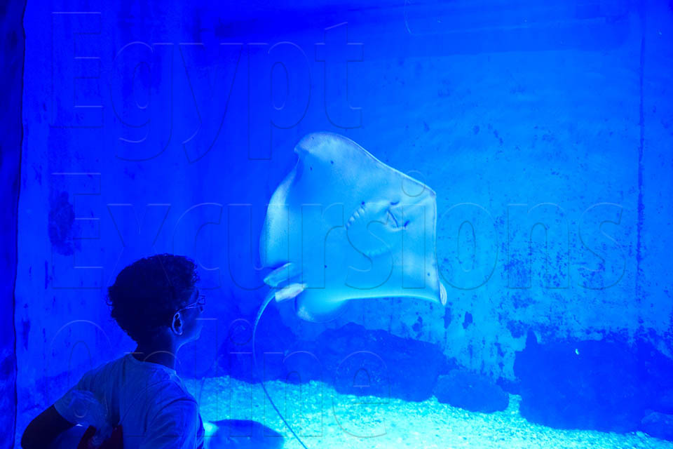Hurghada Grand Aquarium Tour from El Gouna