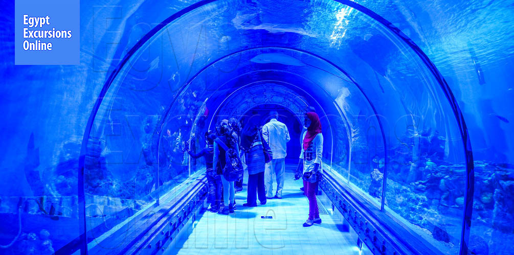 Hurghada Grand Aquarium Tour from El Gouna