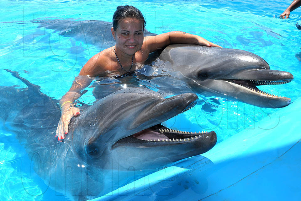 Swimming with Dolphins El Gouna Tour
