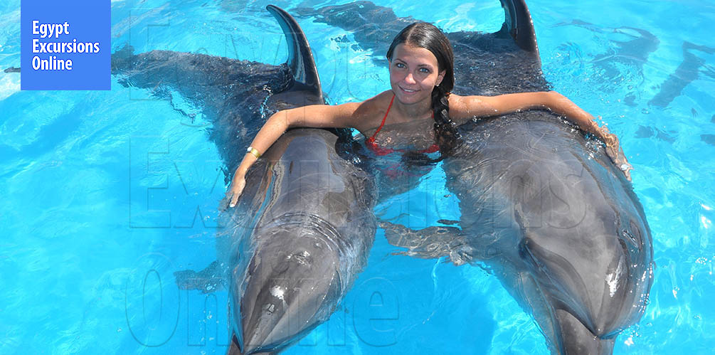 Swimming with Dolphins El Gouna Tour