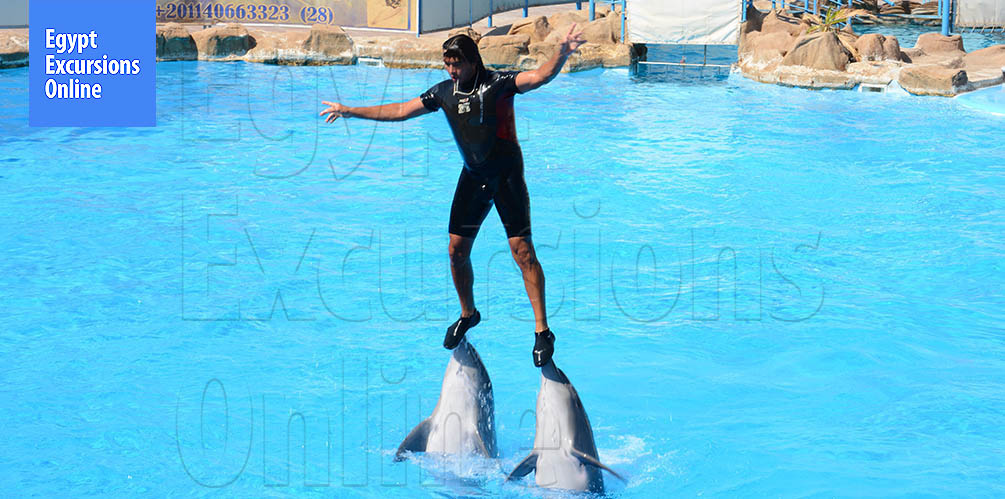 1-Hour Dolphin Show Hurghada Tour