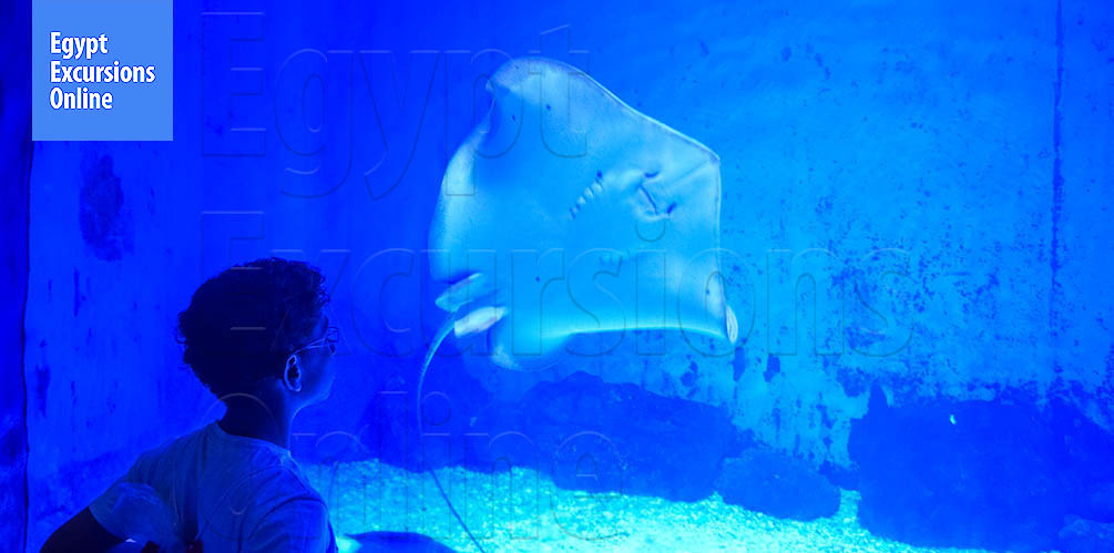 Hurghada Grand Aquarium Tour from Makadi Bay