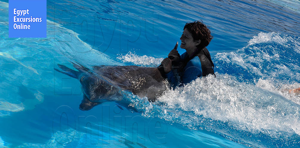 Swimming with dolphins Tour Makadi Bay