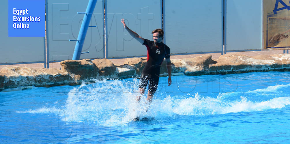 An Hour Dolphin Show in Hurghada from Makadi Bay