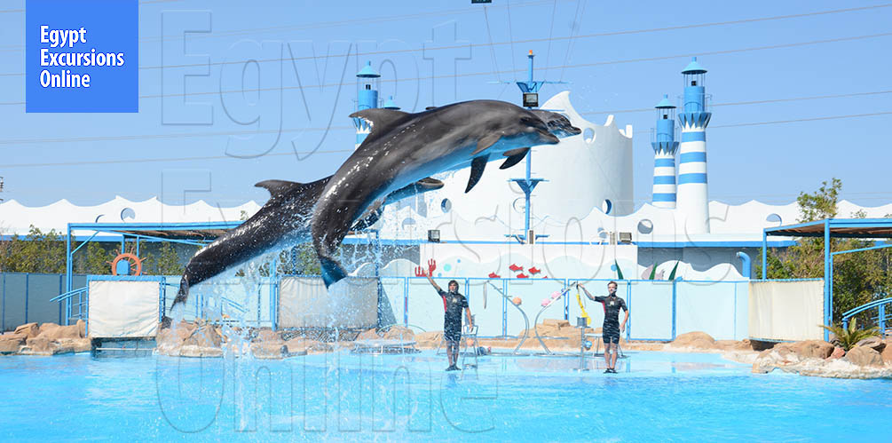 An Hour Dolphin Show in Hurghada from Makadi Bay