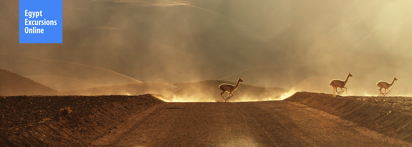 🏜️ Embrace the Desert: Safari Adventures Await 2 Novamber Blog Posts Visual4