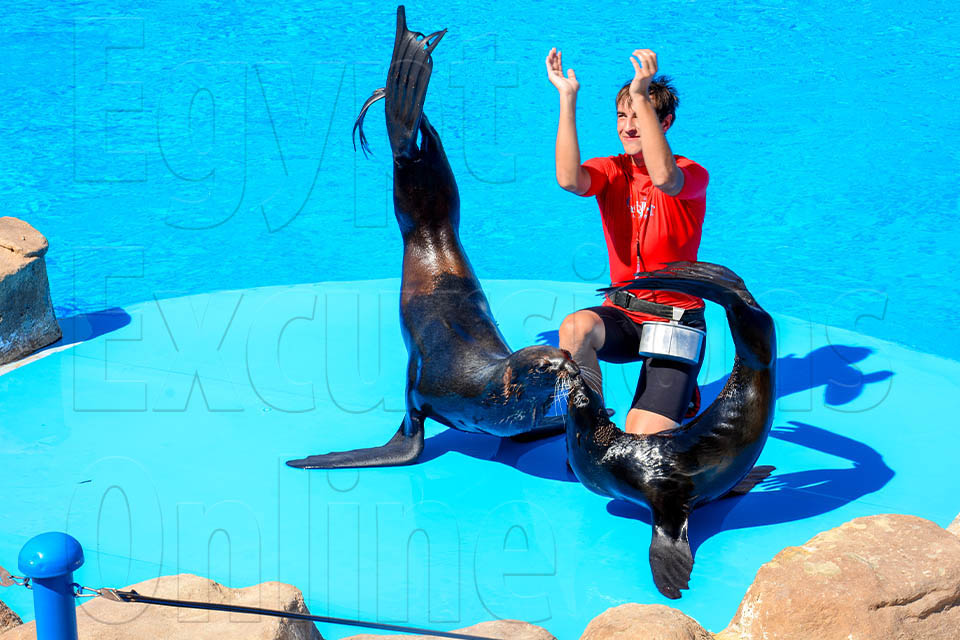 Sharm El Sheikh Dolphin Show excursion