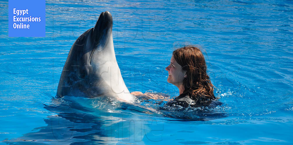 30 Minutes Swimming with Dolphins from Sharm El Sheikh