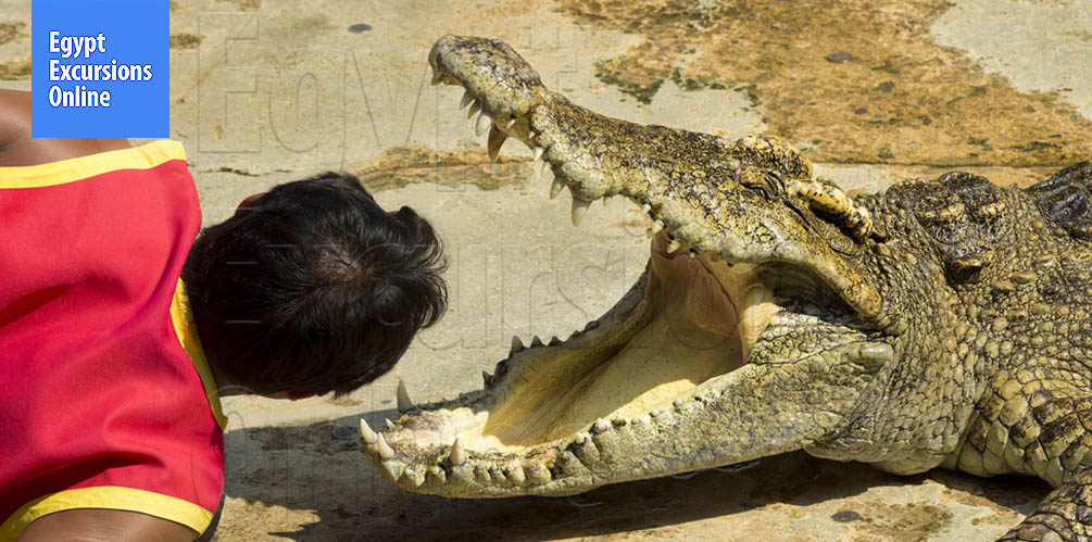 Sharm El Sheikh Crocodile and Snake Show