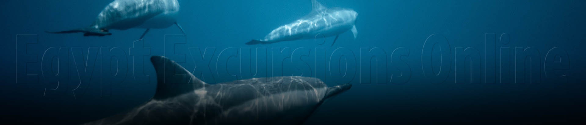 Sharm Dolphins